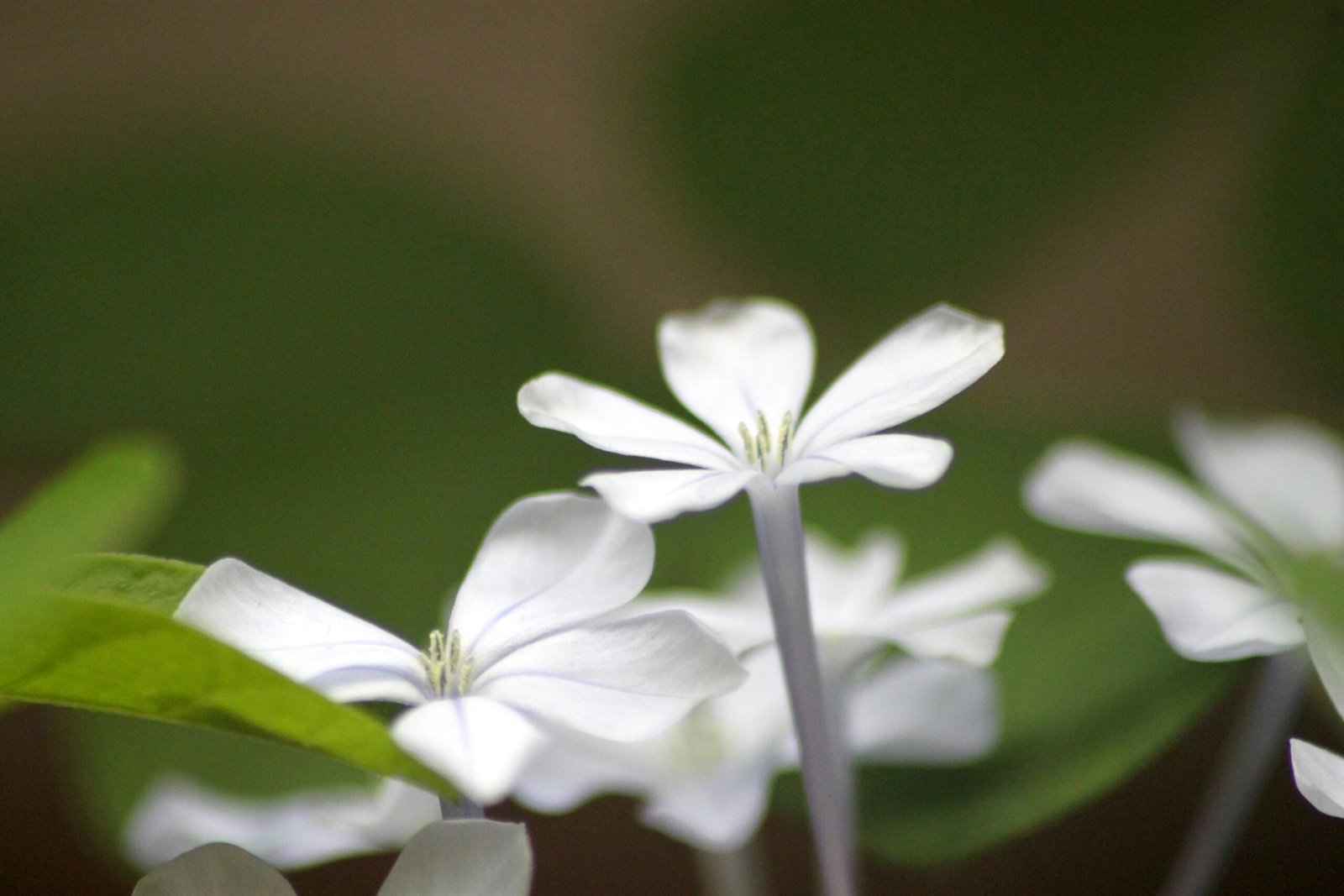 A group of white flowers with green leaves